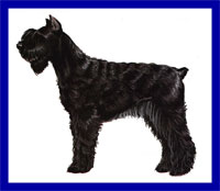 a well breed Giant Schnauzer dog